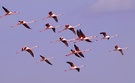 15 Flamingos...(Phoenicopterus ruber)