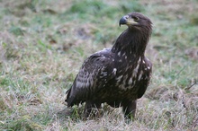 Junger Seeadler