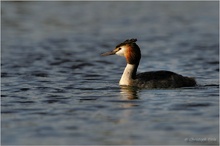 Haubentaucher (Podiceps cristatus)