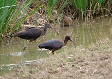 Brauner Sichler (Plegadis Falcinellus)...(2)