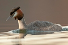 Haubentaucher (Podiceps cristatus) im Abendlicht