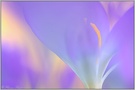 ~ Im abendlichen Licht ~ *Crocus vernus*