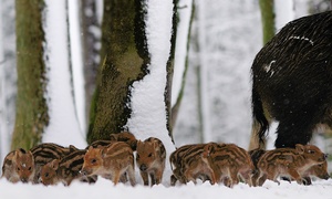 Noch mehr Schweinies