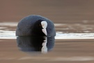 Blässralle (Fulica atra) frontal