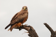 Yellow-billed Kite