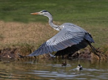 Überflieger