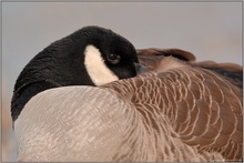 im Federbett... Kanadagans *Branta canadensis*