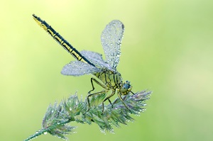 westliche Keiljungfer