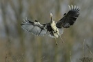 Graureiher (Ardea cinerea)