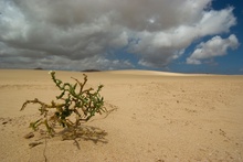 ~ Fuerteventura ~