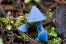 blauer Pilz (Entoloma hochstetteri)