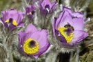 Küchenschellen mit Biene