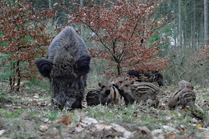 Wildschweinbache mit Frischlingen