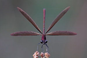 Spread your wings