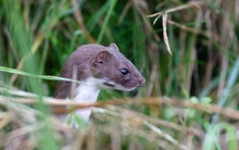 Mauswiesel ( Mustela nivalis)