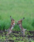 Feldhasen ( Lepus capensis)