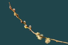 Sal Weide (Salix caprea)