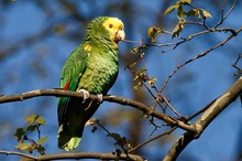 Gelbkopfamazone (Amazona oratrix)