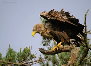 Seeadler