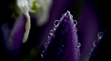 purple crystals