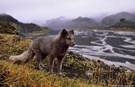 Polarfuchs
