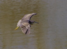 Nachtreiherflug (Nycticorax Nycticorax)