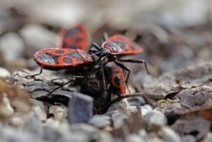 Gemeine Feuerwanze (Pyrrhocoris apterus)