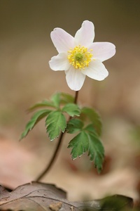 anemone nemorosa