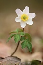 anemone nemorosa