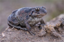 Knoblauchkröte (Pelobatus fuscus)