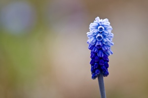 langsam hält der Frühling Einzug...