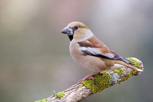 Die Dame des Hauses