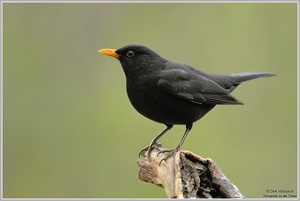 Amsel (Turdus merula)