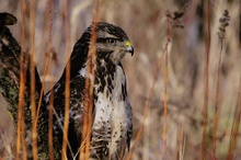 Bussard - Gut zu Fuß?