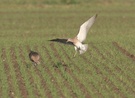 Brachvogel