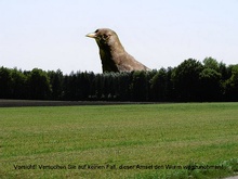 Amsel