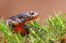 Bergmolch II (Triturus alpestris)