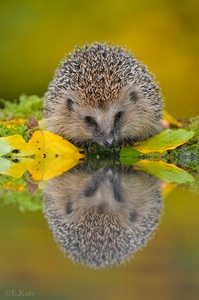 Hedgehog/Igel