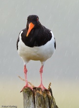 Austernfischer im Regen