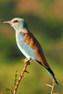 Coracias garrulus (Blauracke)