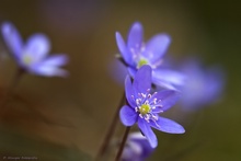 Hepatica nobilis