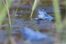 Moorfrosch (Rana arvalis)