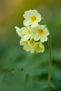 Primula elatior