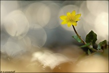 *Am Bach* Scharbockskraut (Ranunculus ficaria)