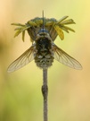 Grosser Wollschweber - Bombylius-major