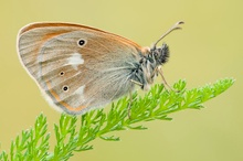 Kleiner Waldvogel