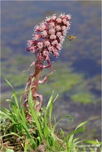 Pestwurz (Petasites hybridus)  Wildlife