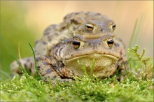 Erdkröten (Bufo bufo)