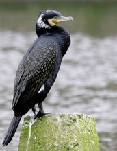 Kormoran im Prachtkleid