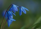 Blausternchen Version 2